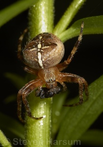 Araneus diadematus, Steven Harsum